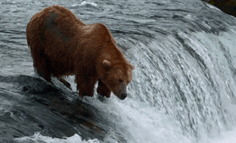 Résultat d’images pour poisson ours gif