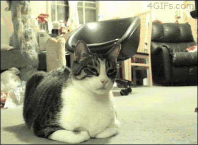 chat attaque de fraise drole lol funny cat animal Image, GIF animé