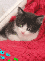 Chat Potte Yeux Image Gif Anime