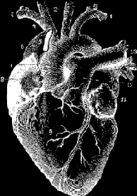 coeur qui bat vie anatomie organe Image, animated GIF