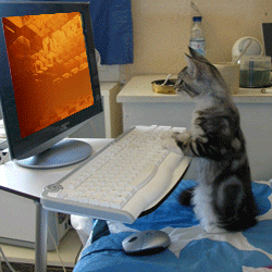 chaton chat ordinateur pc Image, GIF animé