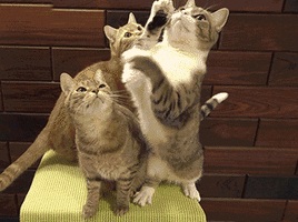 Chats Qui Se Battent Bagarre De Rue Chat Ninja Image Animated Gif