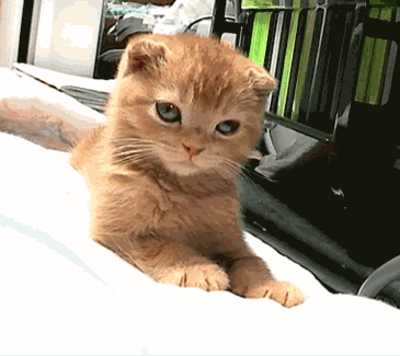 Chat Trop Mignon Bailler Chaton Fatigue Tired Kitten Cute Cat Image Animated Gif