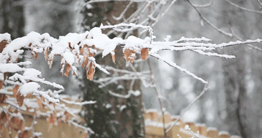 Neige Qui Tombe Flocons Hiver Image Animated Gif