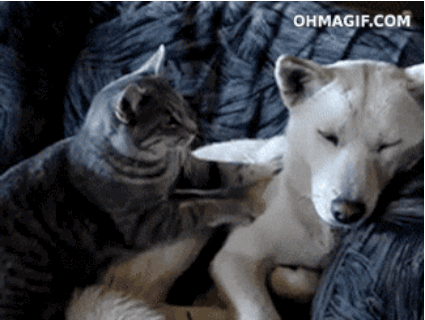 Chat Massage Chien Animaux Drole Lol Cute Image Animated Gif