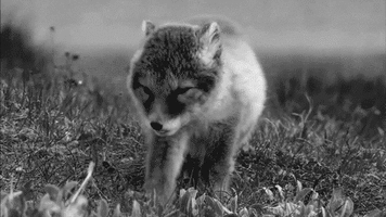 Bebe Renard Renardeau Courir Mignon Cute Image Animated Gif