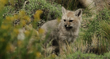 Loup Blanc Louveteau Bebe Loup Animal Mignon Espece En Voie De Disparition Image Animated Gif