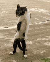 Chat Qui Marche Bizarrement Image Animated Gif