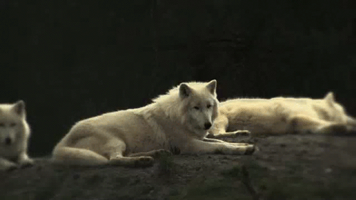Loups Loup Blanc Image Animated Gif