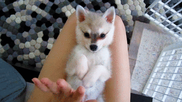 Bebe Renard Renardeau Courir Mignon Cute Image Animated Gif