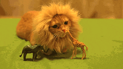 Chat Deguise En Lion Animal Drole Mignon Image Animated Gif