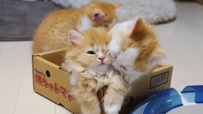 Chat Chatons Calin Dans Une Boite Lol Cute Animal Drole Image Animated Gif