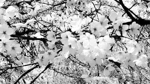Sakura Fleurs De Cerisier Noir Et Blanc Image Animated Gif