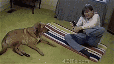 Chien Drole Souplesse Yoga Dog Lol Funny Animal Image