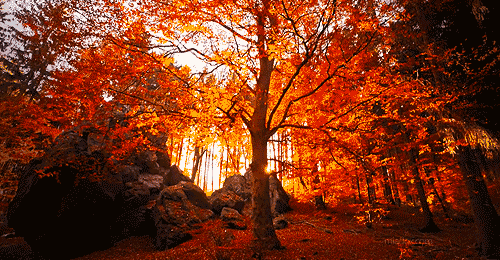 stickers tumblr soleil Image, automne foret orange animé GIF nature soir