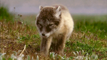 Animal Bebe Loup Tomber Mignon Dormir Louveteau Image Animated Gif