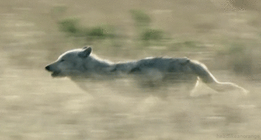 Loup Blanc Louveteau Bebe Loup Animal Mignon Espece En Voie De Disparition Image Animated Gif