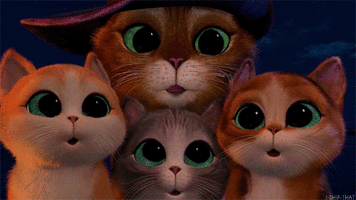 Le Chat Potte Chatons Regarder Une Mouche Image Animated Gif